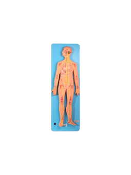 NERVOUS SYSTEM 